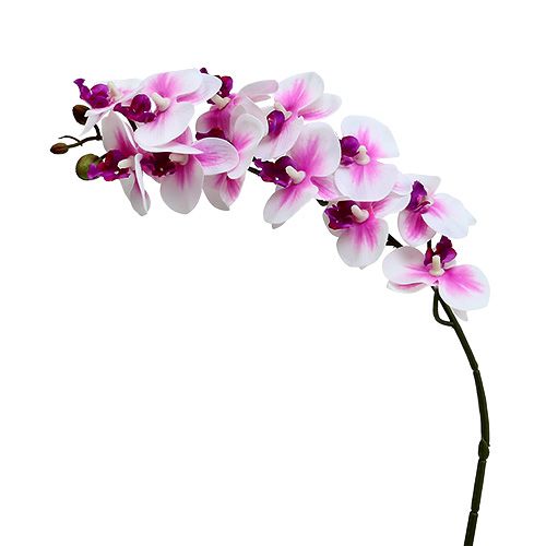 Floristik24 Branche d'orchidée blanc-rose L58cm