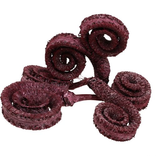 Floristik24 Cornes de palmier mâle Rouge bordeaux, blanchi 25 pièces