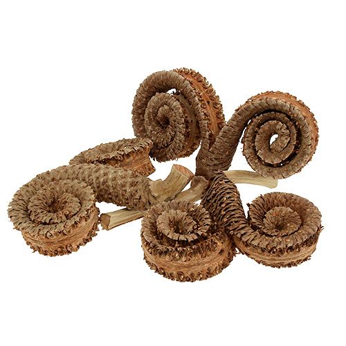 Floristik24 Cornes de palmier mâle Déco Nature 7-14cm 25 pièces