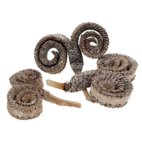 Floristik24 Cornes de palmier mâle déco Blanchies 6-14cm 25 pièces