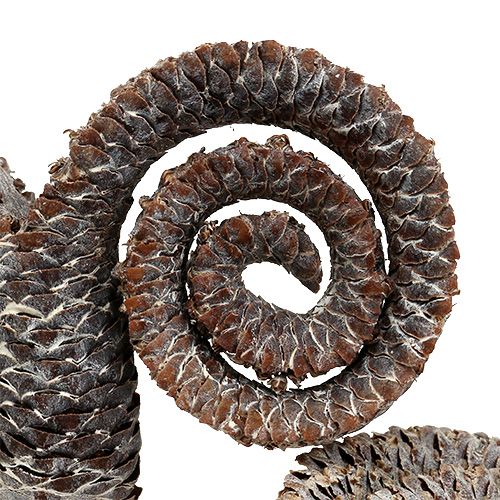 Article Palmier mâle blanchi 25 pièces