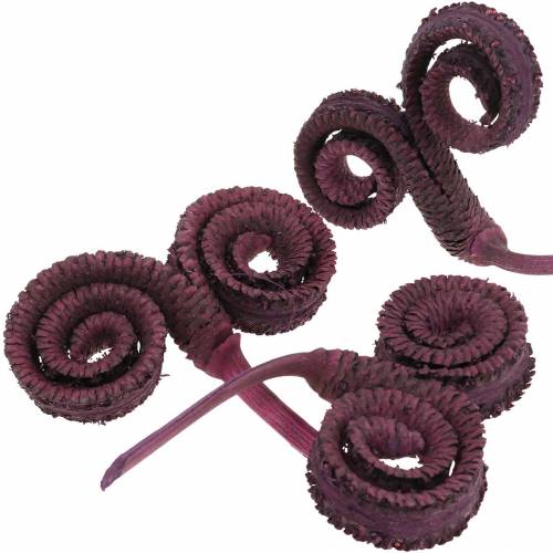 Floristik24 Décoration sèche palmier mâle vin rouge 25 pcs