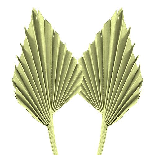 Floristik24 Feuilles de palmier Palmspear Vert pomme, blanchi 65 pcs