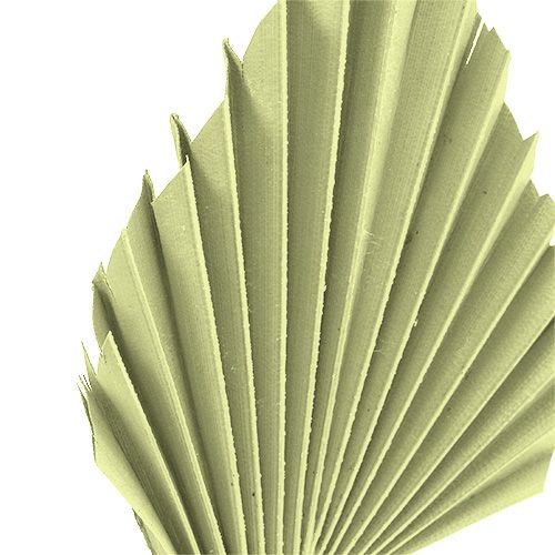 Article Feuilles de palmier Palmspear Vert pomme, blanchi 65 pcs