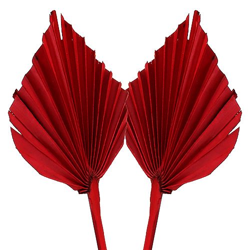 Floristik24 Palmspear Rouge 65 pcs