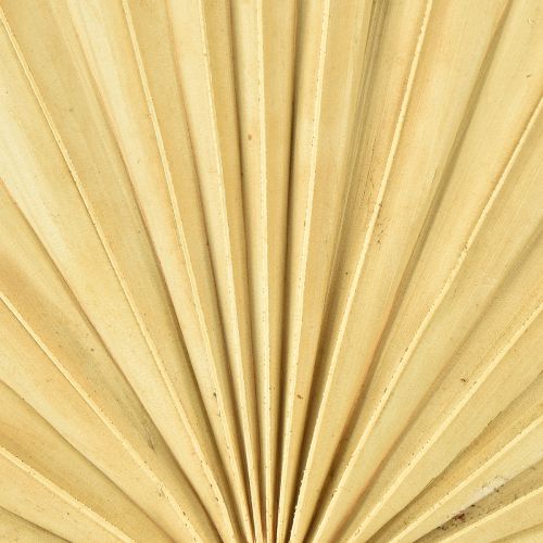 Article Palmspear Sun Feuille de palmier naturelle séchée, décoration naturelle, 30 pièces