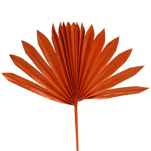 Floristik24 Palmspear Soleil Orange 30pcs