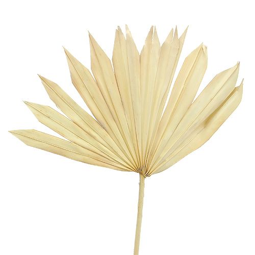 Floristik24 Palmspear Sun blanchi 30 pcs