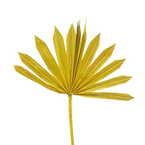 Floristik24 Palmspear Soleil mini jaune 50pcs