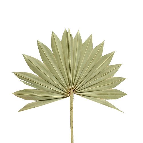 Floristik24 Palmspear Soleil mini nature 50pcs