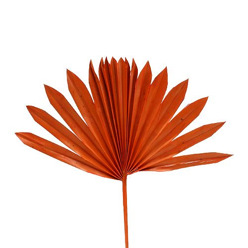 Article Palmspear Soleil mini Orange 50pcs