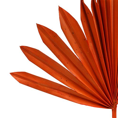 Article Palmspear Soleil mini Orange 50pcs