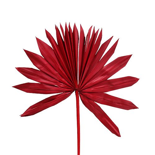 Floristik24 Palmspear Soleil mini Rouge 50 pcs
