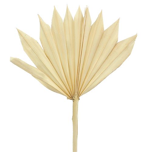 Floristik24 Palmspear Sun mini blanchi 30 pcs