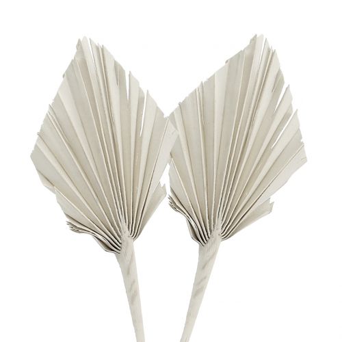 Floristik24 Mini feuille de palmier Blanc Palmspear 33-38cm 100pcs