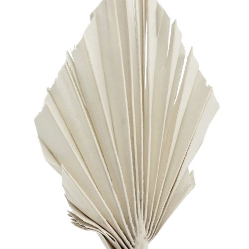 Article Mini feuille de palmier Blanc Palmspear 33-38cm 100pcs