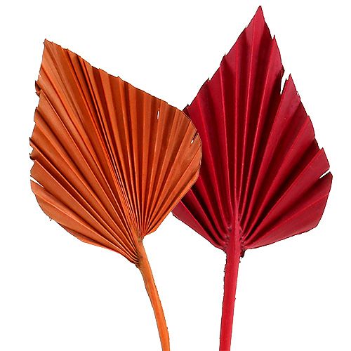 Floristik24 Palmspear assorti rouge/orange 50 pcs