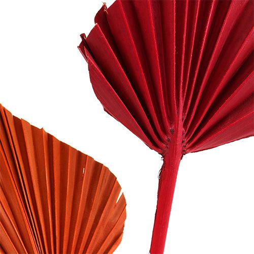 Article Palmspear assorti rouge/orange 50 pcs