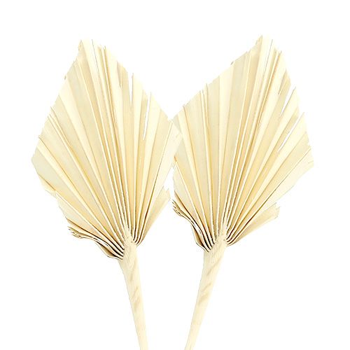 Article Palmspear mini Feuilles de palmier blanchies séchées 50pcs