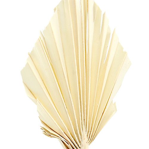 Article Palmspear mini Feuilles de palmier blanchies séchées 50pcs
