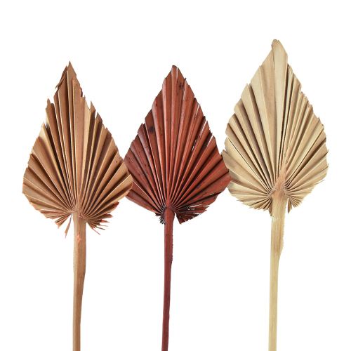 Floristik24 Palmspear mini assortis Maroc 30 pcs
