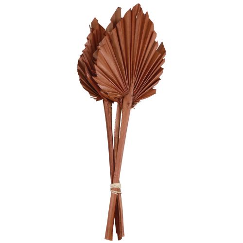 Article Feuilles de palmier Palmspear décoration naturelle marron 5-9×14cm L35cm 4 pcs