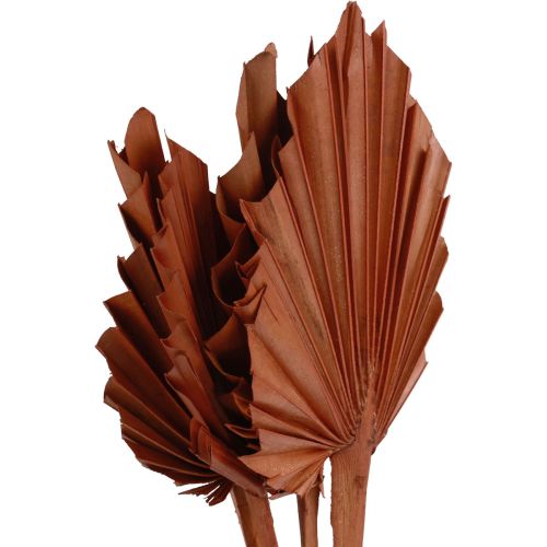 Feuilles de palmier Palmspear décoration naturelle marron 5-9×14cm L35cm 4pcs