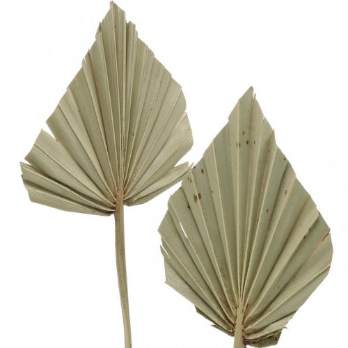 Article Mini feuille de palmier Palmspear séché Nature 33-34cm 4pcs