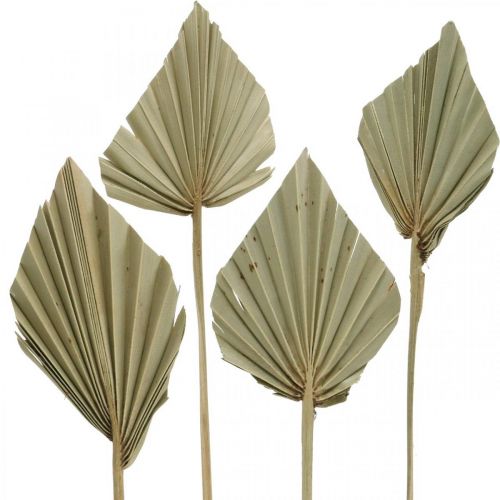 Floristik24 Mini lance de palmier, fleurs séchées, décoration de l&#39;avent, jours de commémoration naturel L33–34cm W7–9cm 4pcs