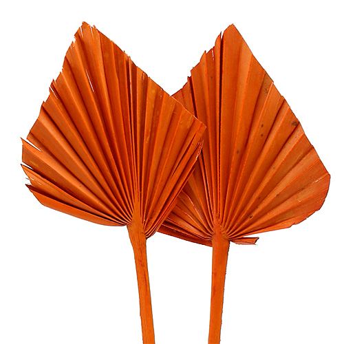 Floristik24 Palmspear Feuilles de palmier séchées Orange 65 pièces