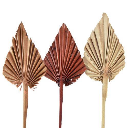 Floristik24 Palmspear assortis Maroc 30 pcs