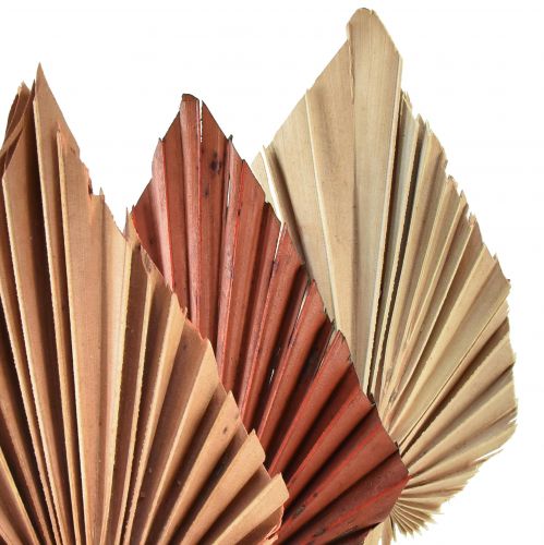 Floristik24 Palmspear assortis Maroc 30 pcs