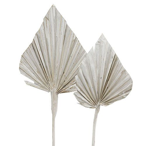 Lance de palmier lavé blanc 10cm - 15cm L33cm 65p