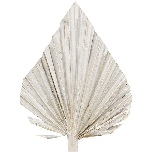 Article Palmspear blanchi Feuilles de palmier 10-15cm L33cm 65pcs
