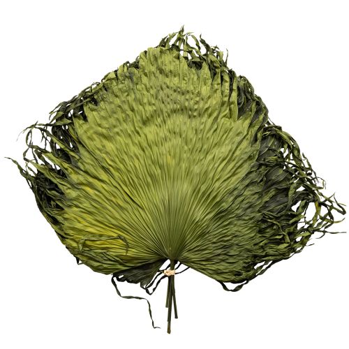 Floristik24 Feuilles de palmier séchées décoratives Saribus vert 45cm 5 pcs