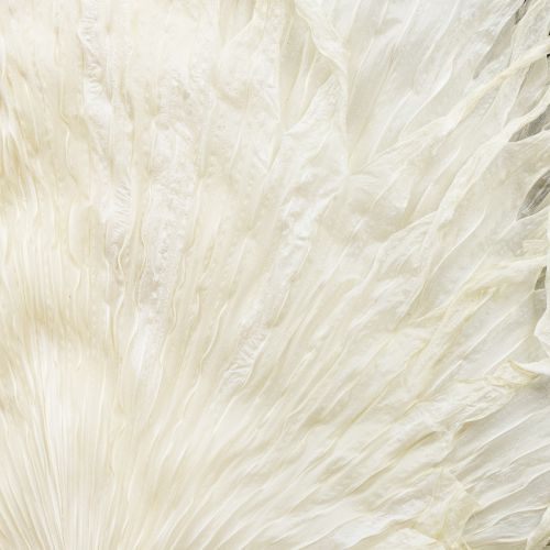 Article Feuilles de palmier séchées décoratives blanchies 45 cm 5 pièces