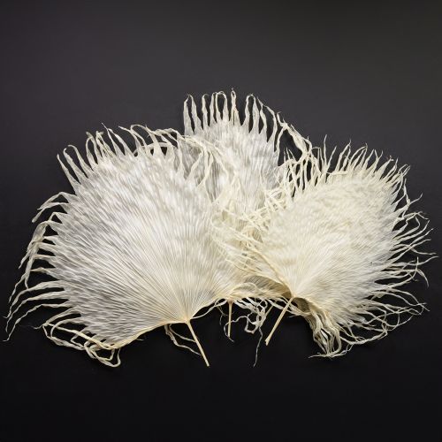 Article Feuilles de palmier séchées décoratives blanchies 45 cm 5 pièces