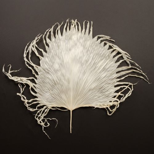 Article Feuilles de palmier séchées décoratives blanchies 45 cm 5 pièces