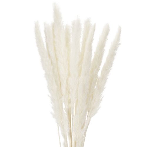 Pampasgras séché blanchi 70 cm 15 pièces acheter | Floristik24.fr