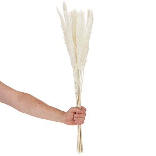 Pampasgras séché blanchi 70 cm 15 pièces | Floristik24.fr