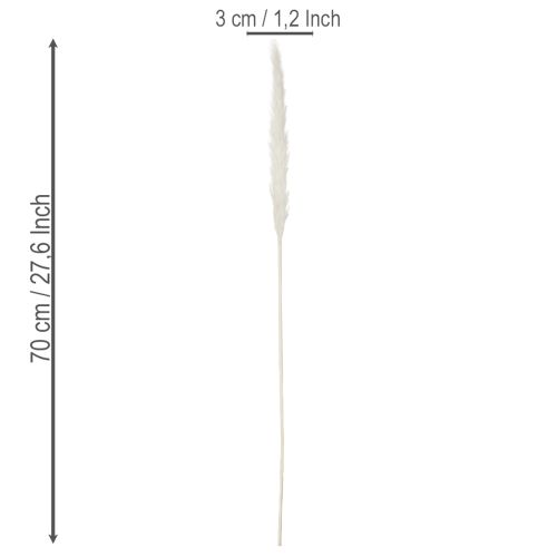 Pampasgras séché blanchi 70 cm 15 pièces | Floristik24.fr
