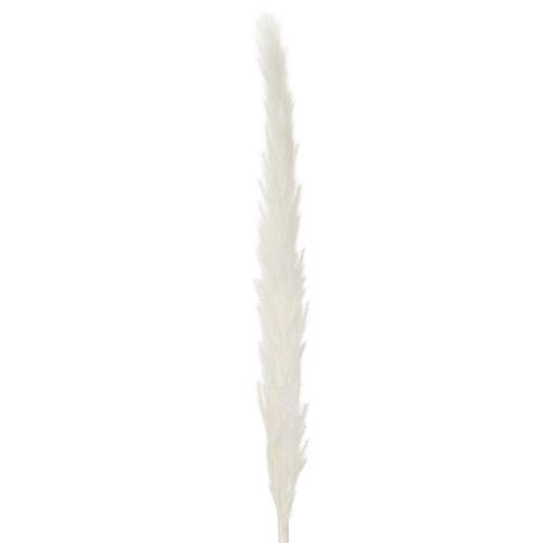 Pampasgras séché blanchi 70 cm 15 pièces | Floristik24.fr
