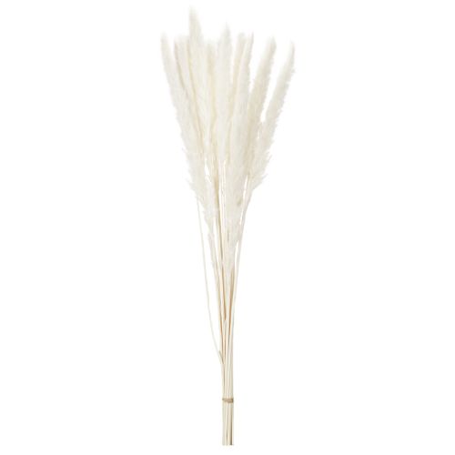 Pampasgras séché blanchi 70 cm 15 pièces | Floristik24.fr