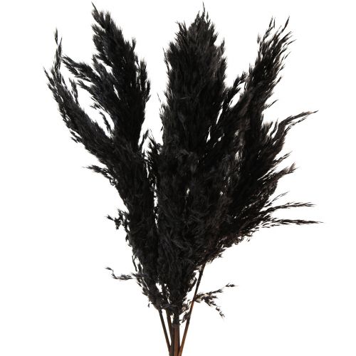 Floristik24 Herbe de la pampa noire 65-75cm herbe sèche décoration naturelle 6 pièces