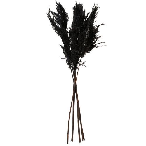 Article Herbe de la pampa noire 65-75cm herbe sèche décoration naturelle 6 pièces