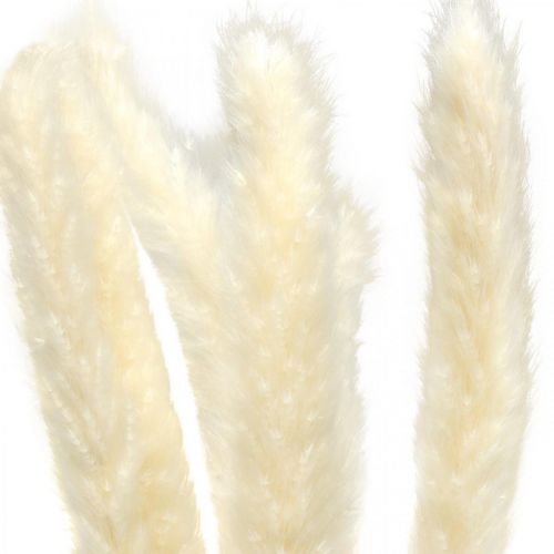 Floristik24 Crème d'herbe de pampa séchée pour bouquet sec 65-75cm 6 pcs