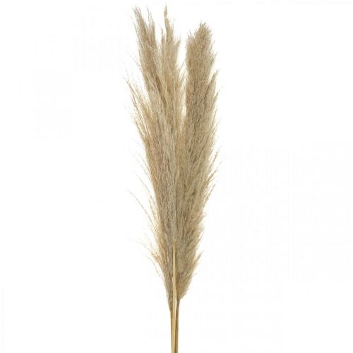 Floristik24 Herbe de la pampa herbe sèche naturelle bouquet sec décoratif 1m 3 pcs
