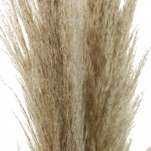 Article Herbe de pampa naturelle herbe sèche déco sèche bouquet 1m 3pcs