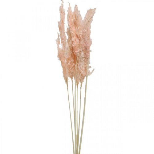 Article Herbe de pampa séchée fleurs séchées roses décoration naturelle 65-75cm 6pcs