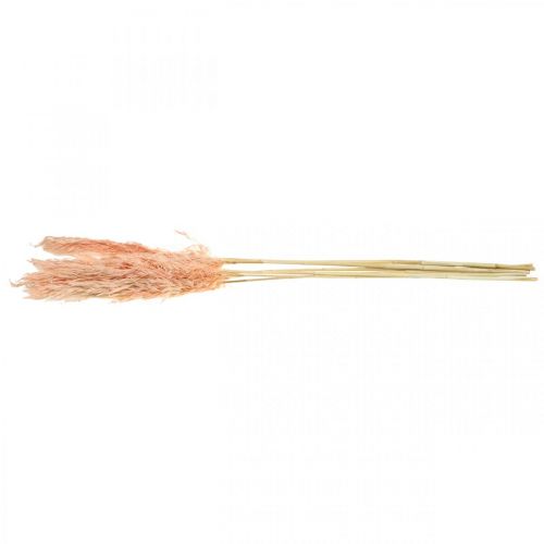 Article Herbe de pampa séchée fleurs séchées roses décoration naturelle 65-75cm 6 pcs